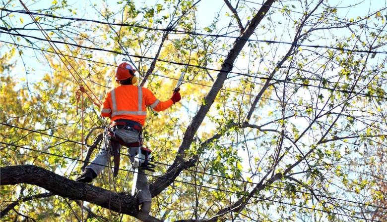 Tree Trimming with Powerlines